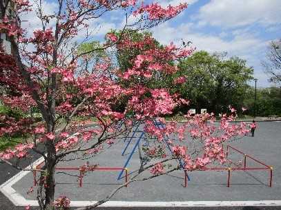 【地域支援センター】    「身近な花々たち」