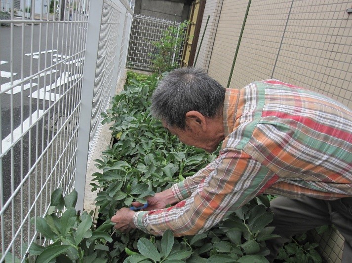 【柳町】かがやき　6月園芸便り