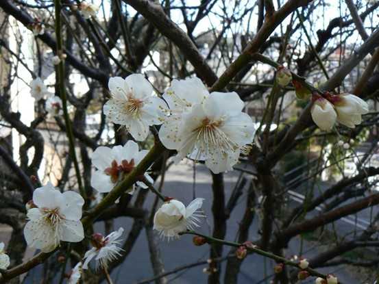 【釜利谷地域ケアプラザ】デイサービス　2月の散歩＆花々の様子