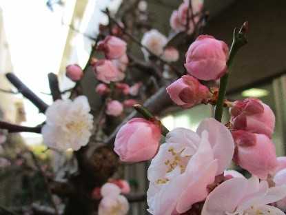 【地域支援センター】花見散歩