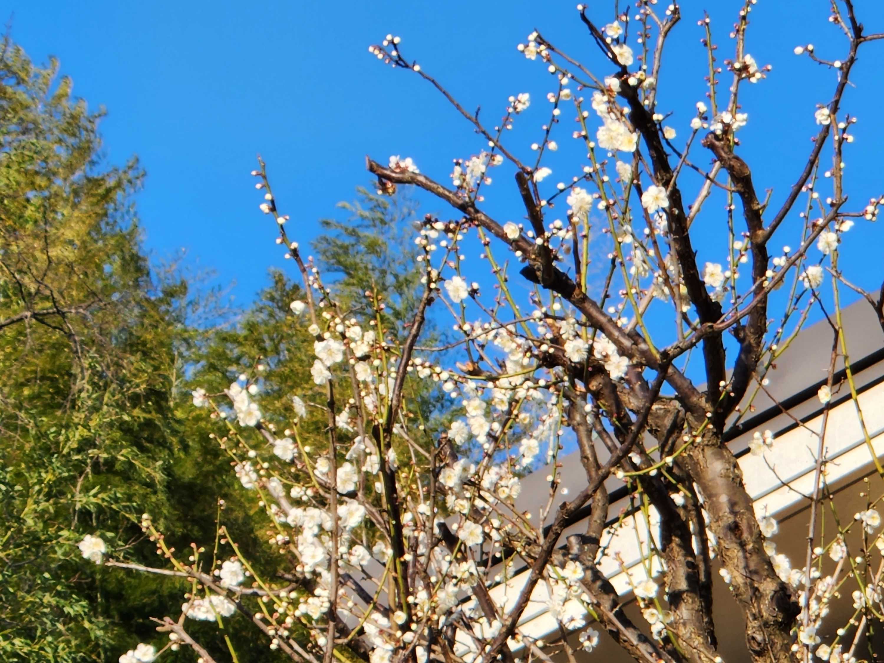 【釜利谷地域ケアプラザ】２月　春を探して