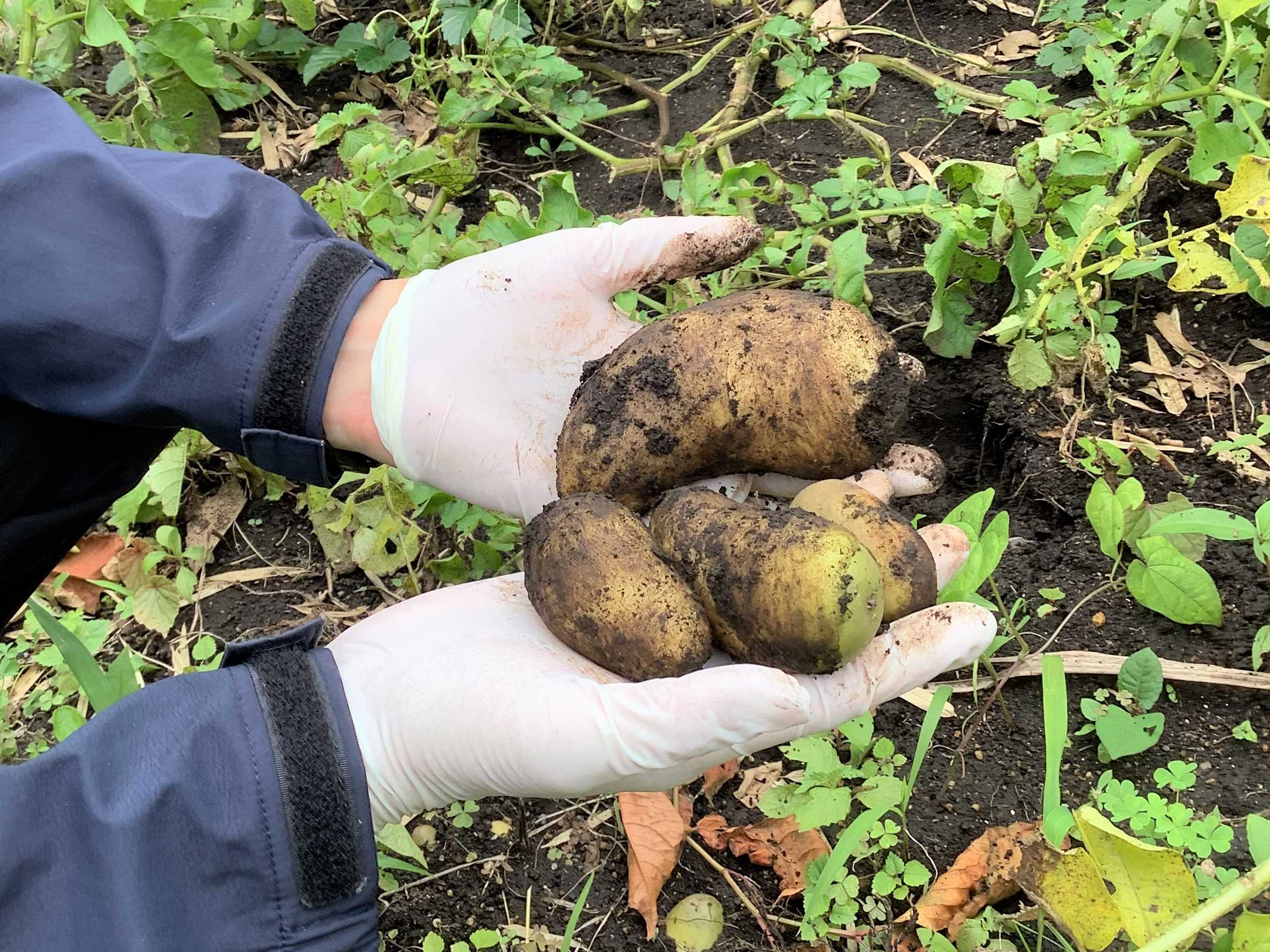 【釜利谷地域ケアプラザやまゆり】7月　やまゆりの畑　じゃが芋