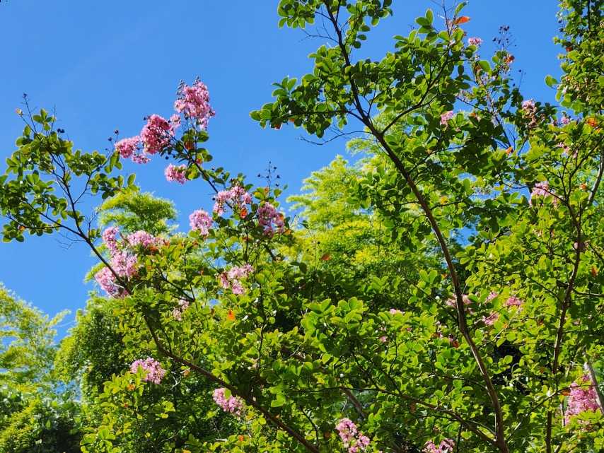 【釜利谷地域ケアプラザ】8月　百日紅(サルスベリ）～竹の子広場～