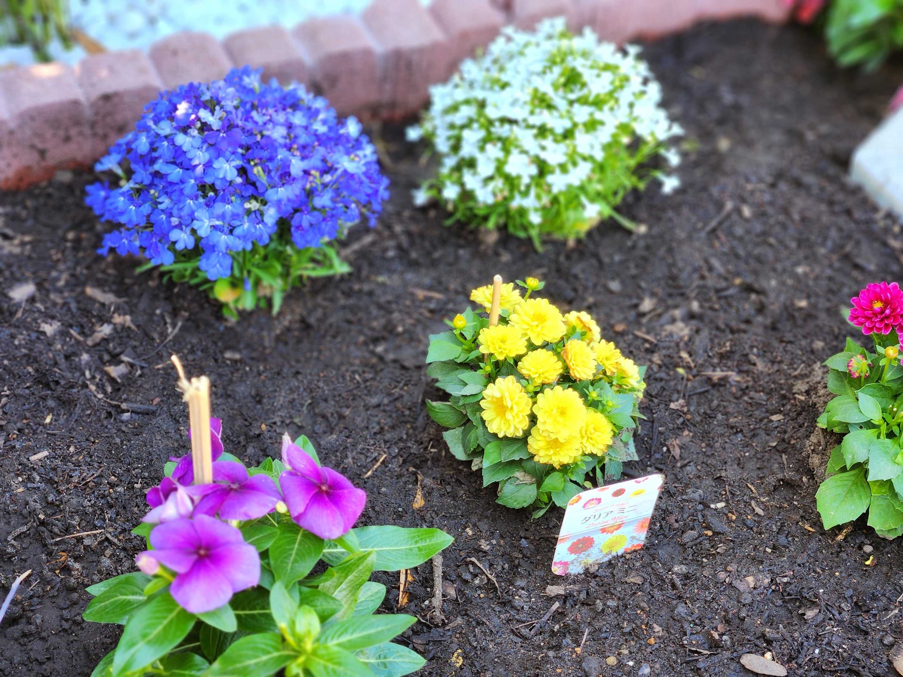 【釜利谷地域ケアプラザ】6月　玄関前の花壇