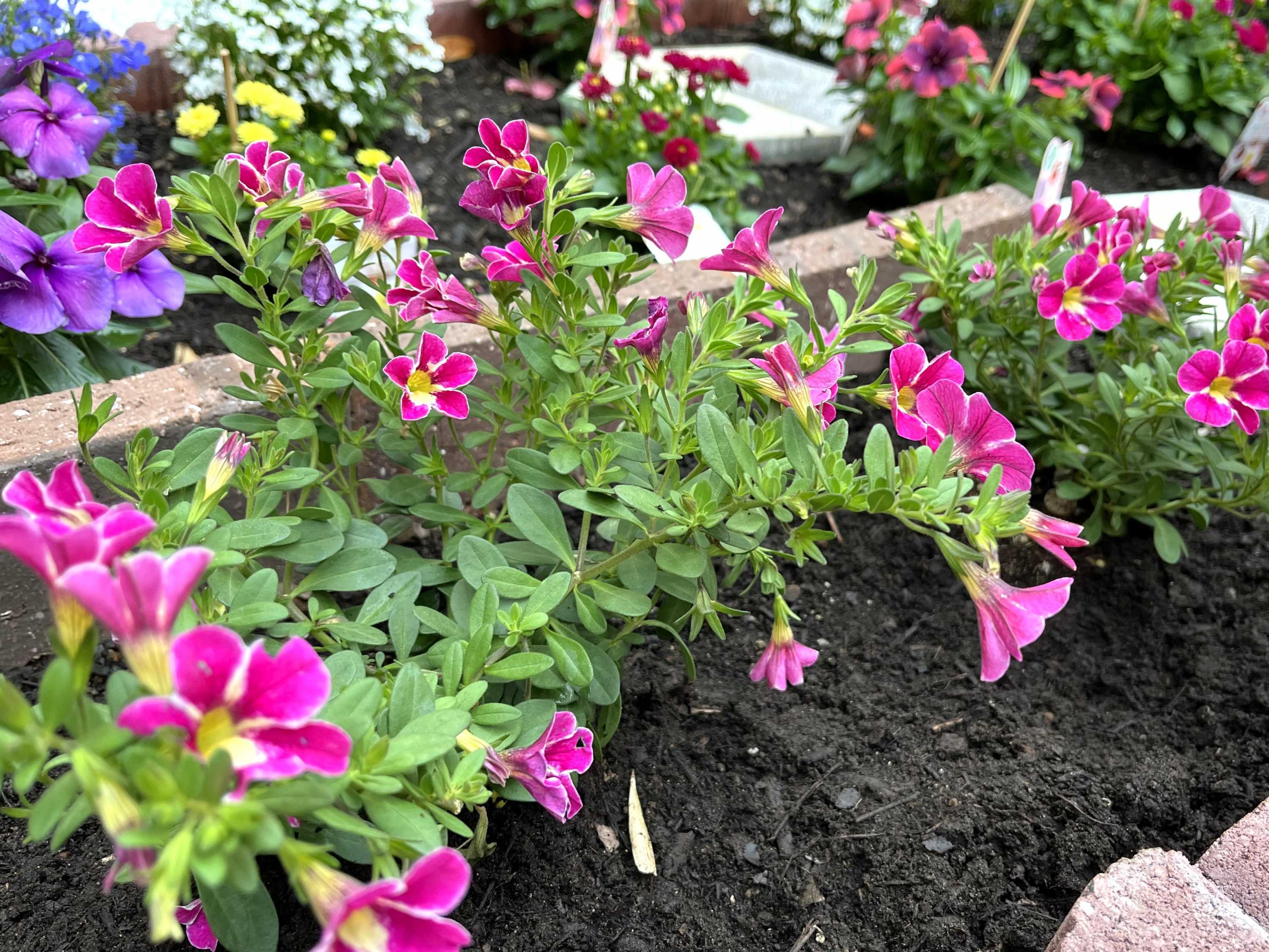 【釜利谷地域ケアプラザ】6月　玄関前の花壇の前で…