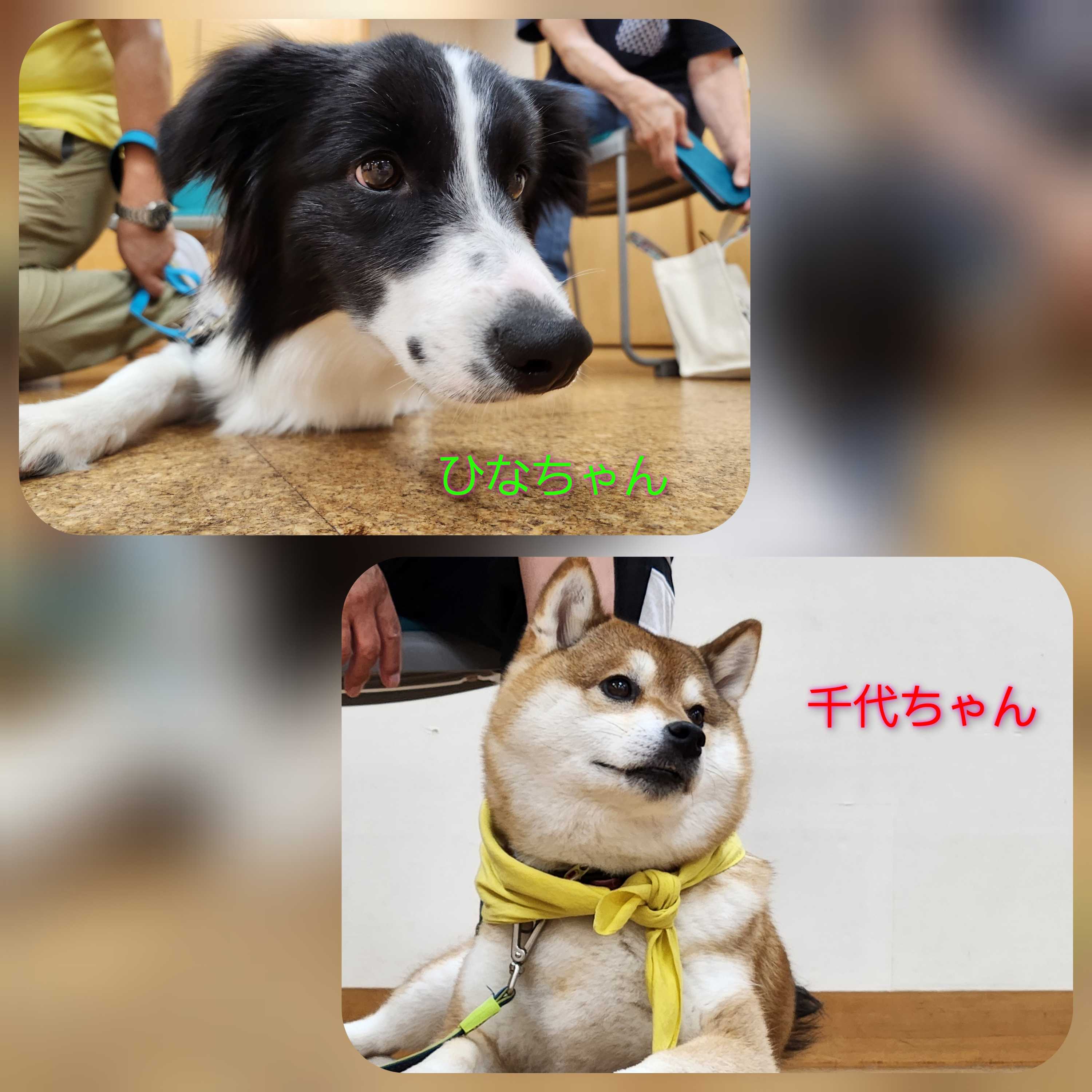 【釜利谷地域ケアプラザ】6月　ドッグセラピー