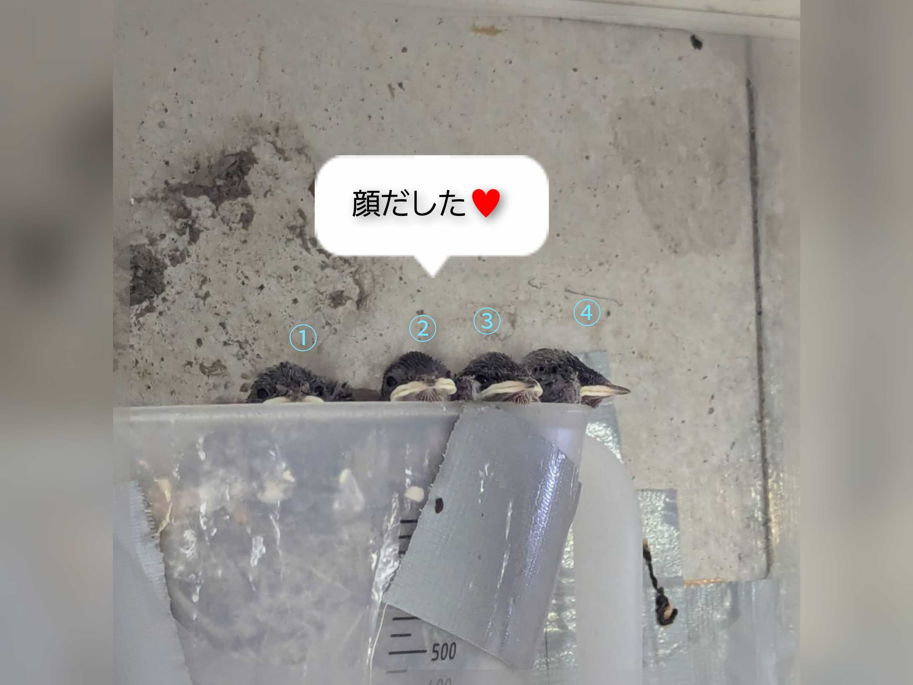 【釜利谷地域ケアプラザ】7月　つばめの成長記録