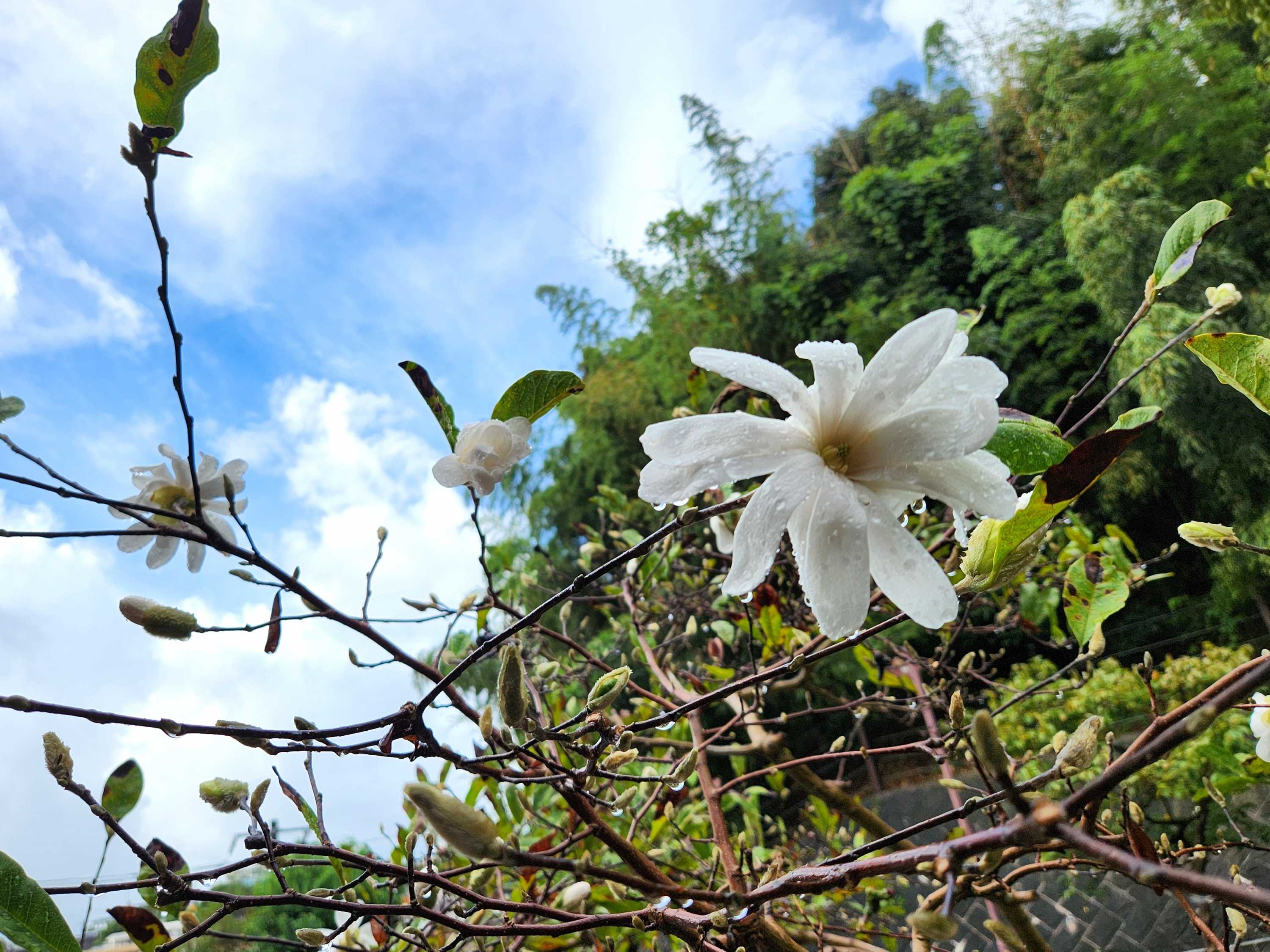 すみなす会 季節外れのお花