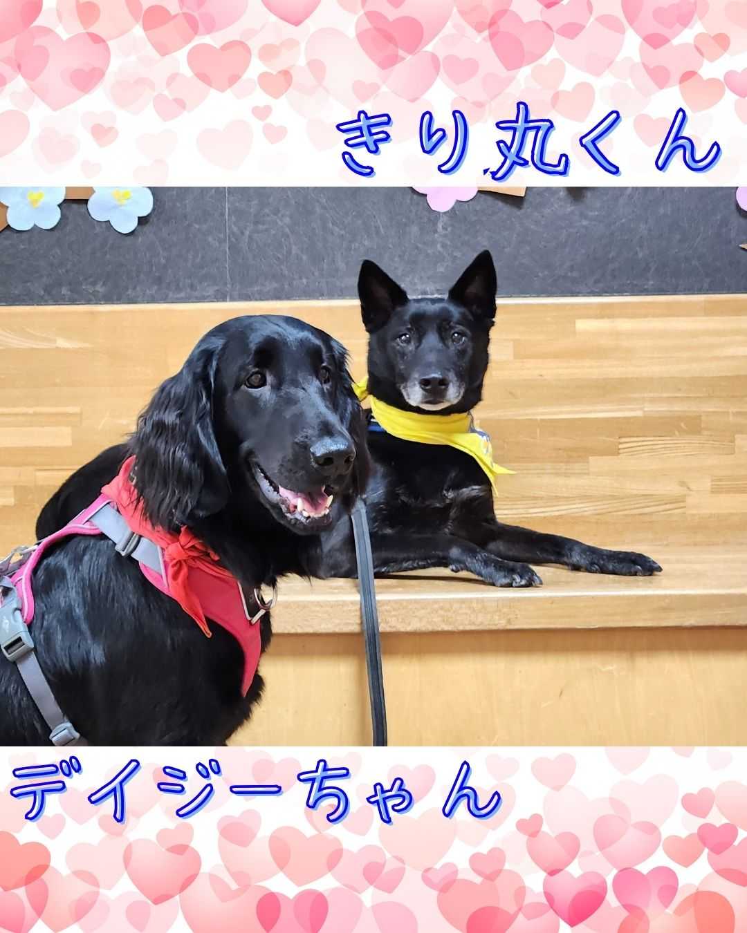 【釜利谷地域ケアプラザ】3月　今回ワンコは黒＆黒♪
