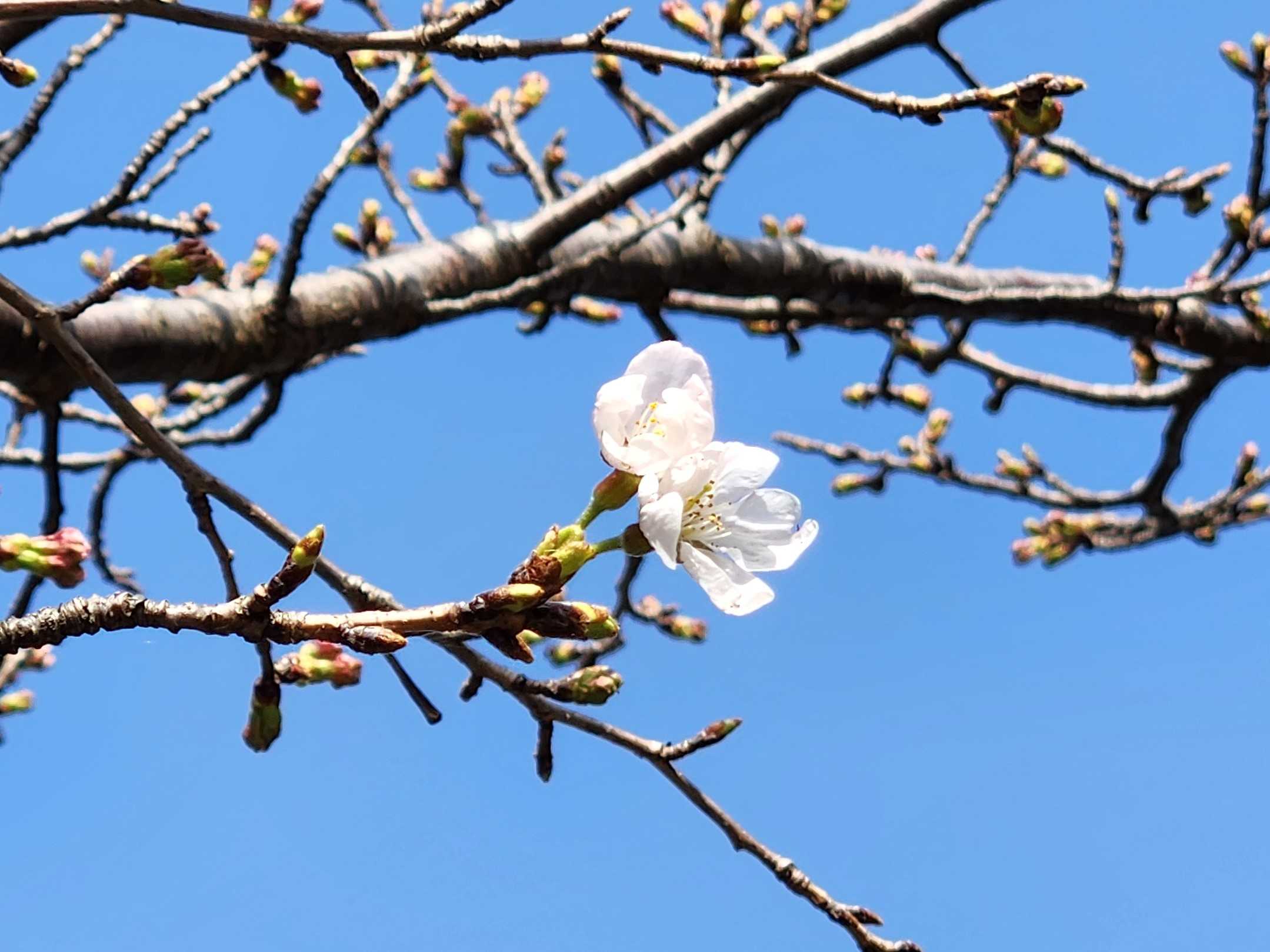 【釜利谷地域ケアプラザ】3月　すみなす開花宣言
