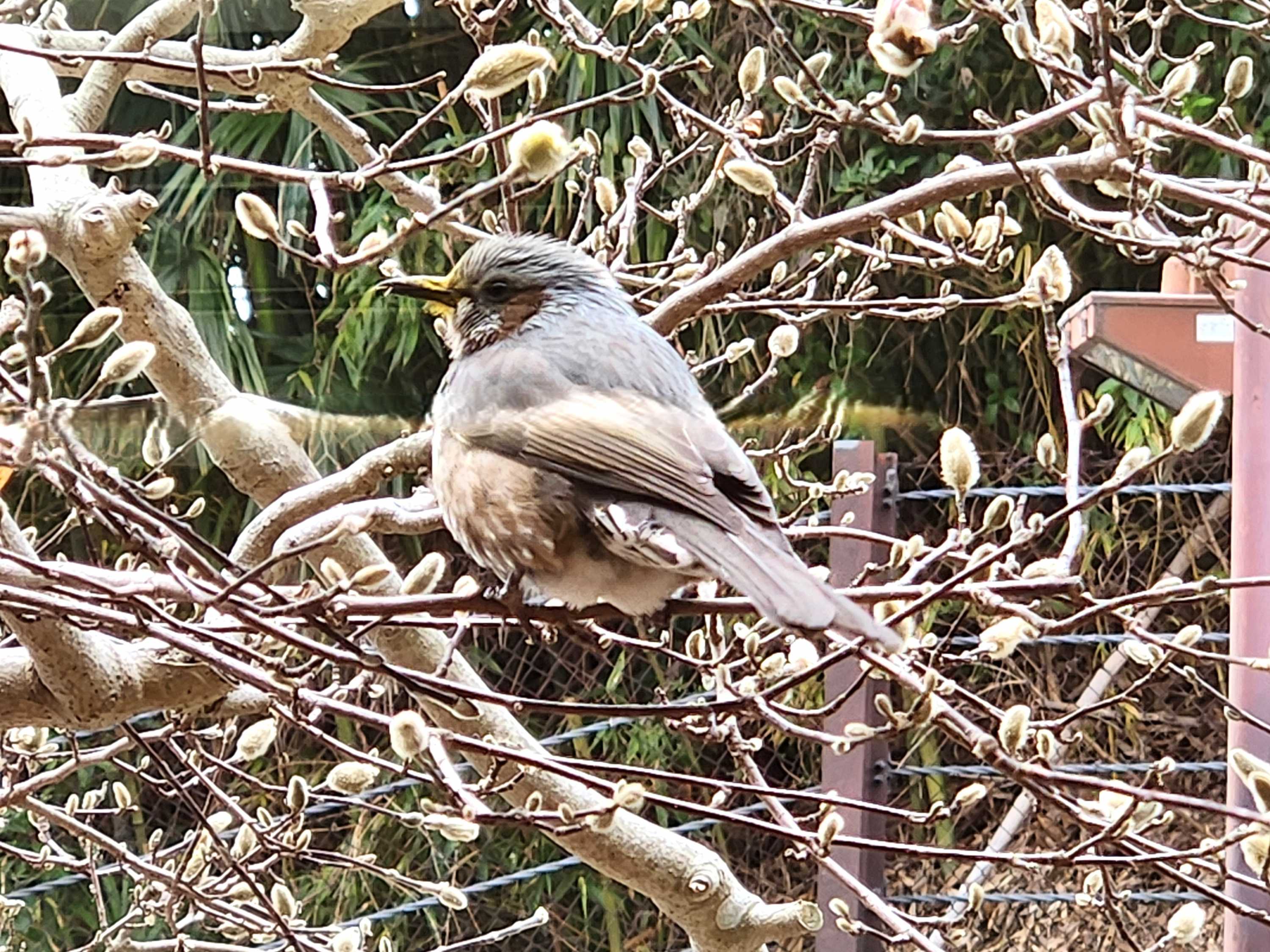 【釜利谷地域ケアプラザ】3/11　秘密のおさんぽ？