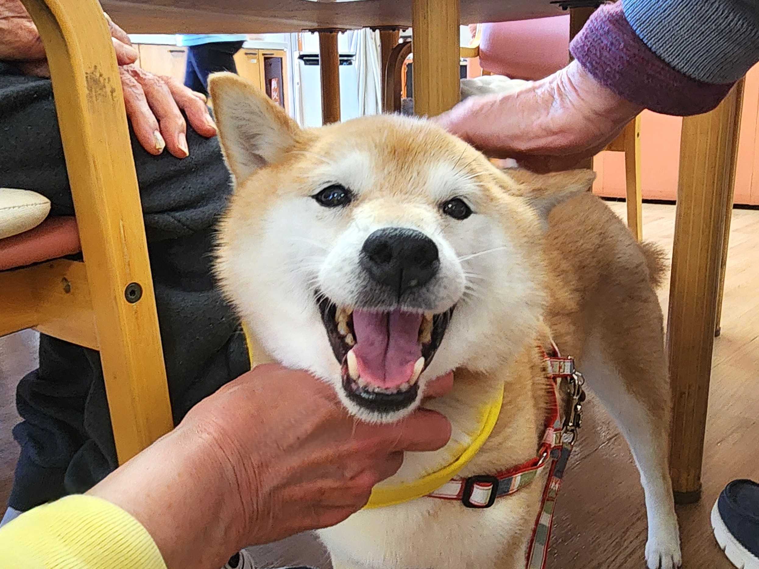 【釜利谷地域ケアプラザ】4/10　ぽかぽか陽気の日にワンコとふれあい♪