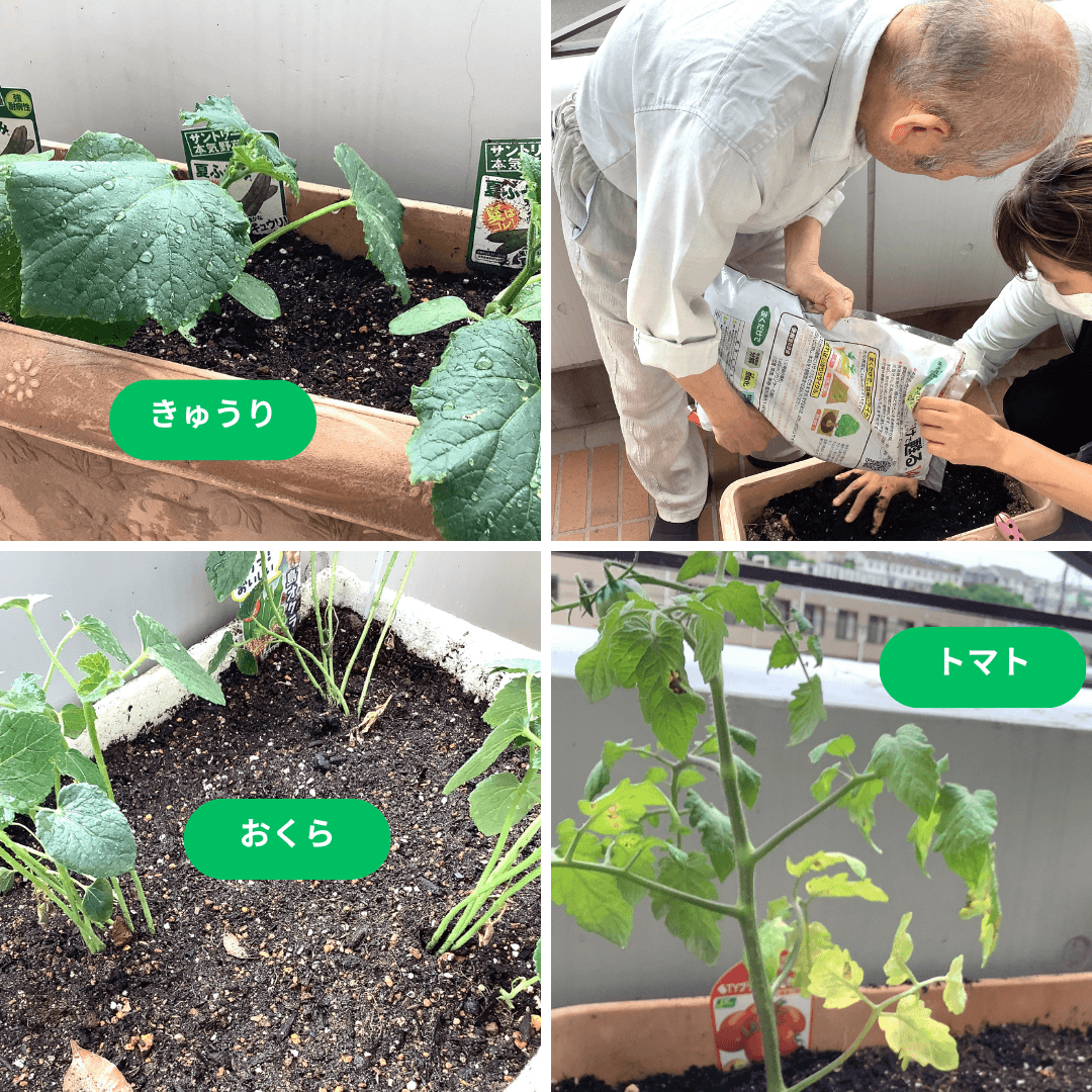 【釜利谷地域ケアプラザ】役割支援型デイサービスの取り組み「夏野菜づくり」