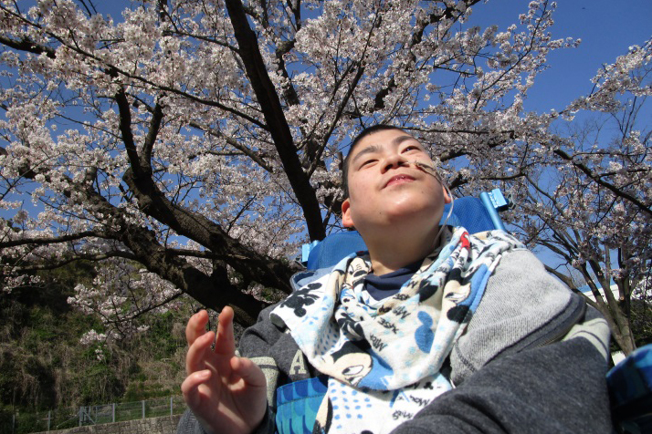 満開の桜の道を散歩する利用者さんの様子